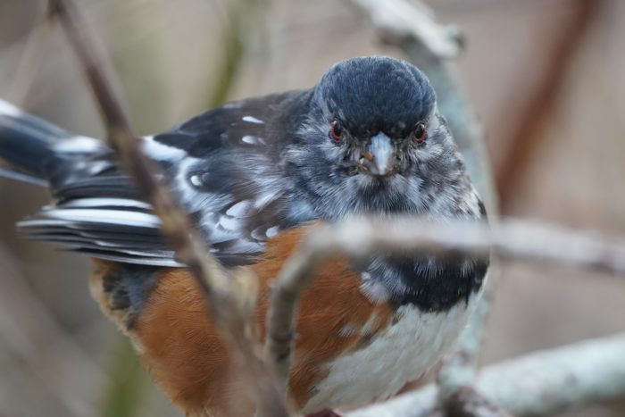 Leucistic Spotted Towhee