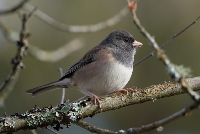 Dark-eyed Junco