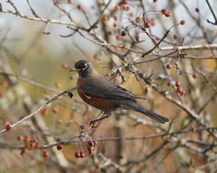 American Robin