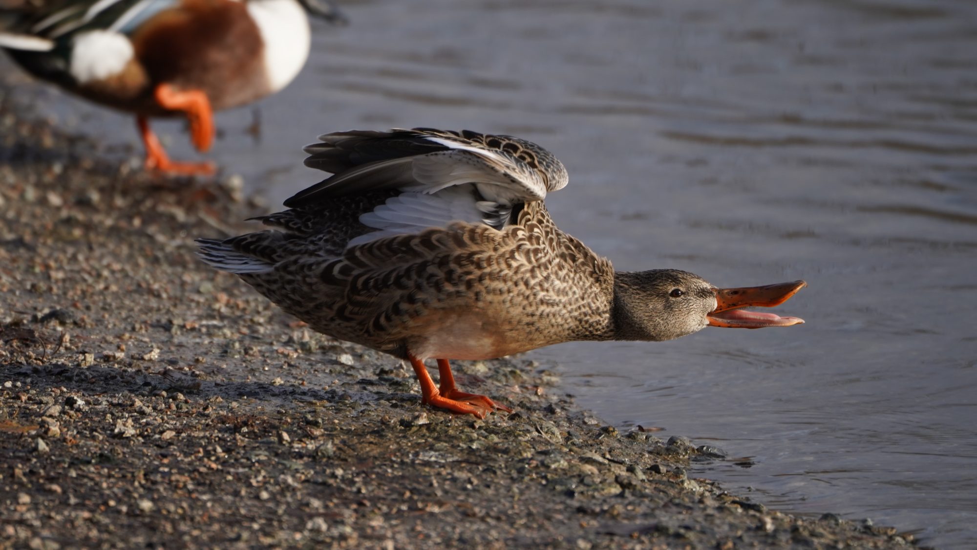 Northern Shoveler