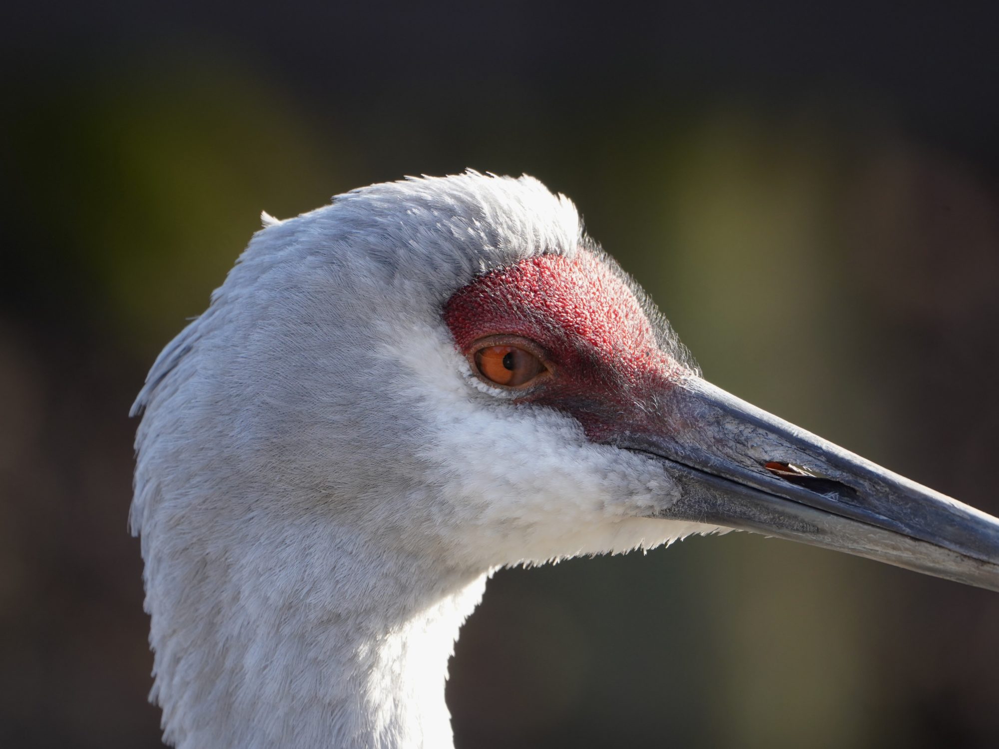 Sandhill Crane