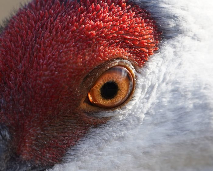 Sandhill Crane eye