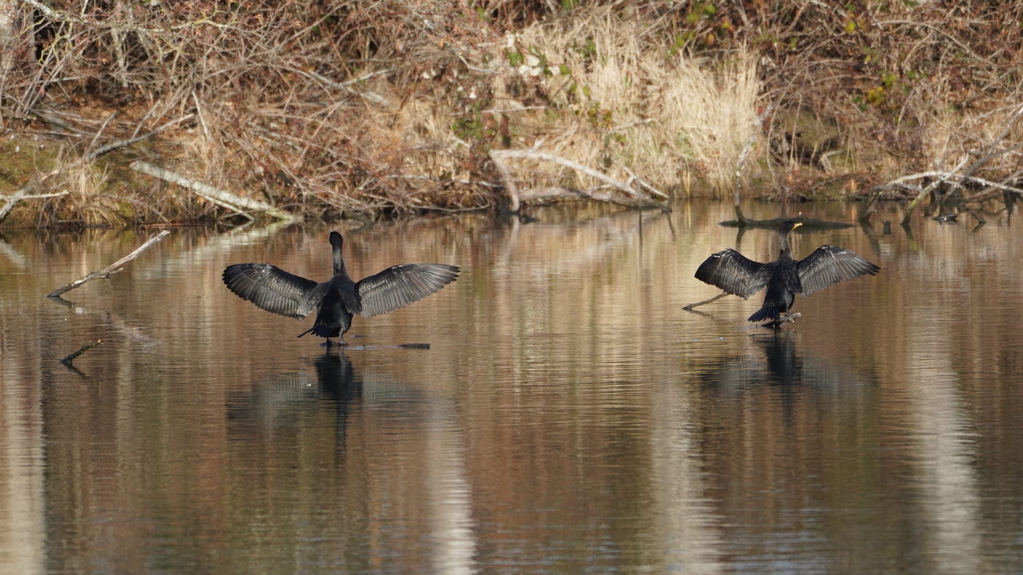 Double-crested Cormorants