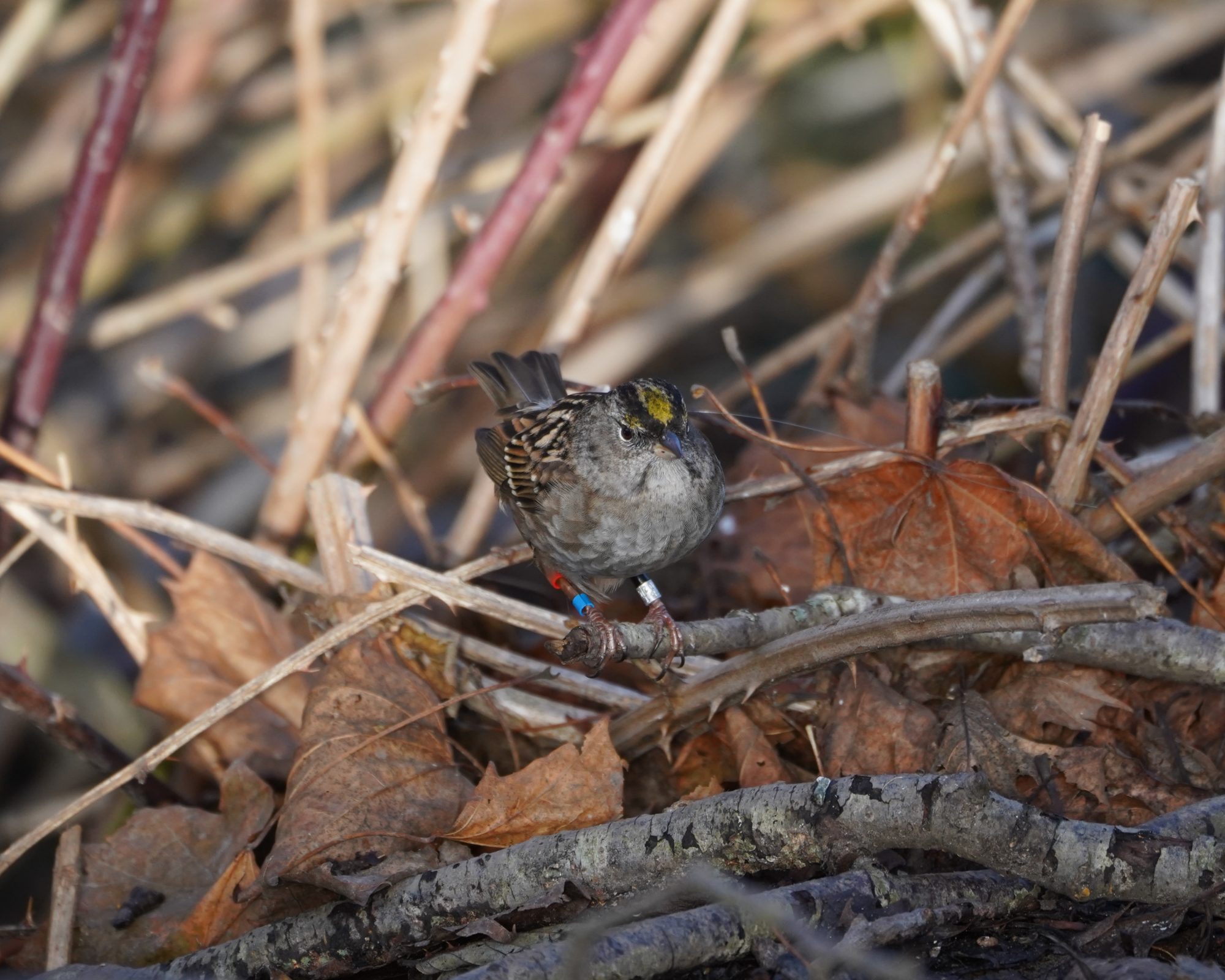 Golden-crowned Sparrow