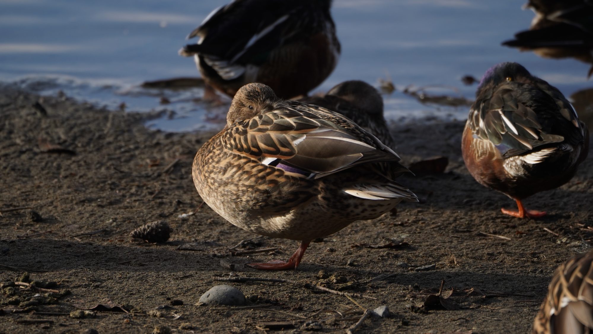 Northern Shoveler