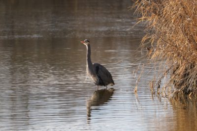 Great Blue Heron