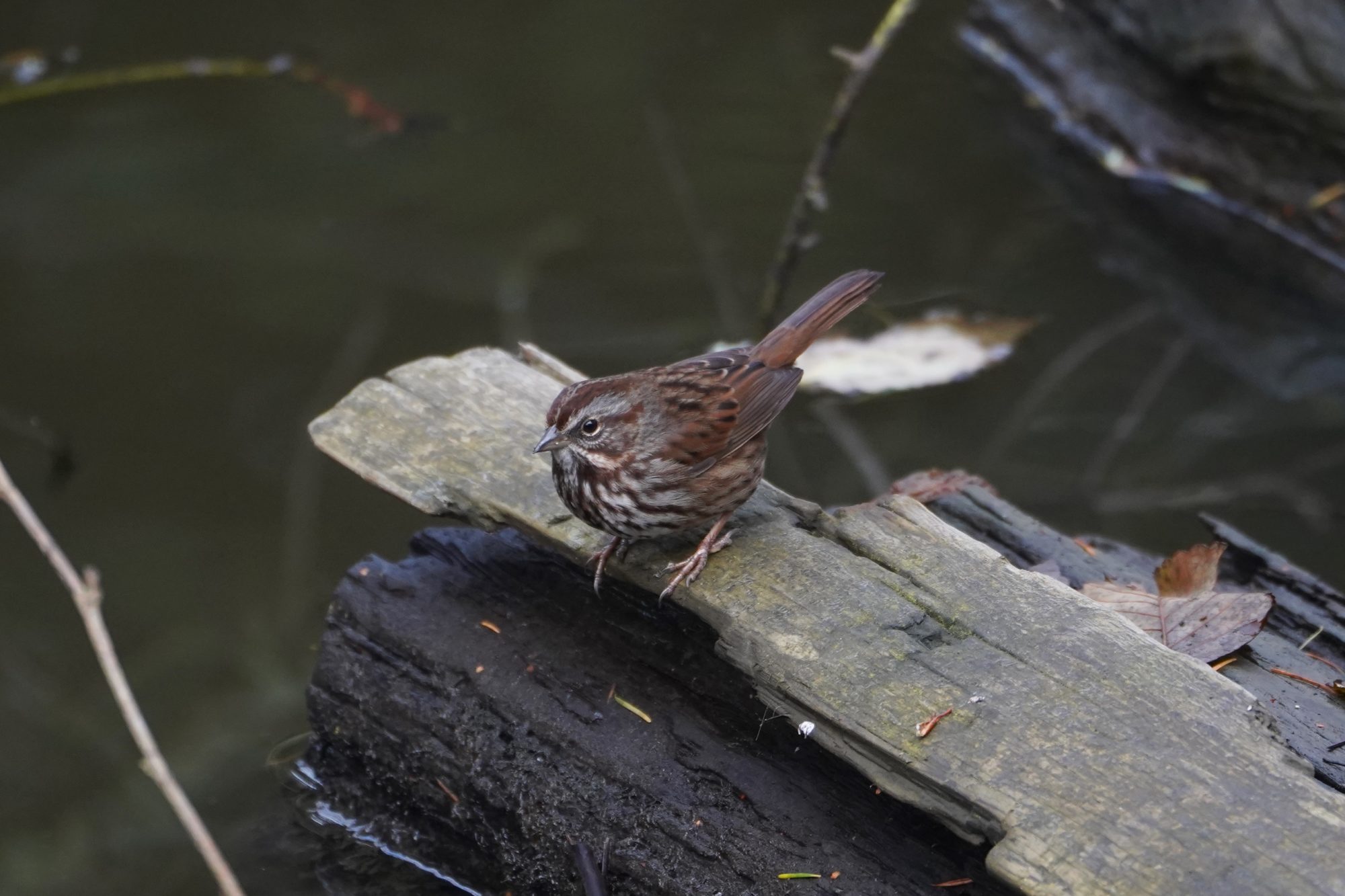 Song Sparrow