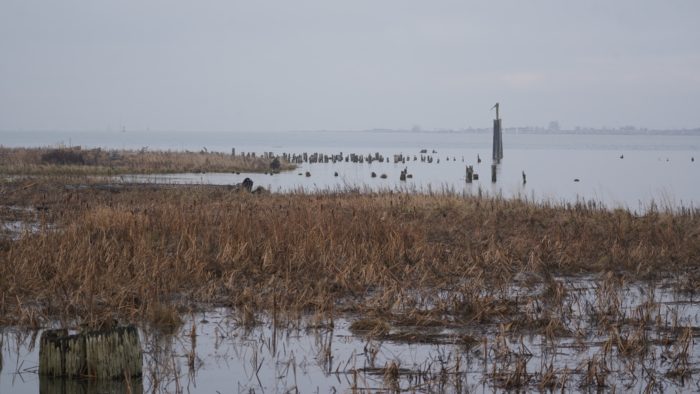 Marshy riverside