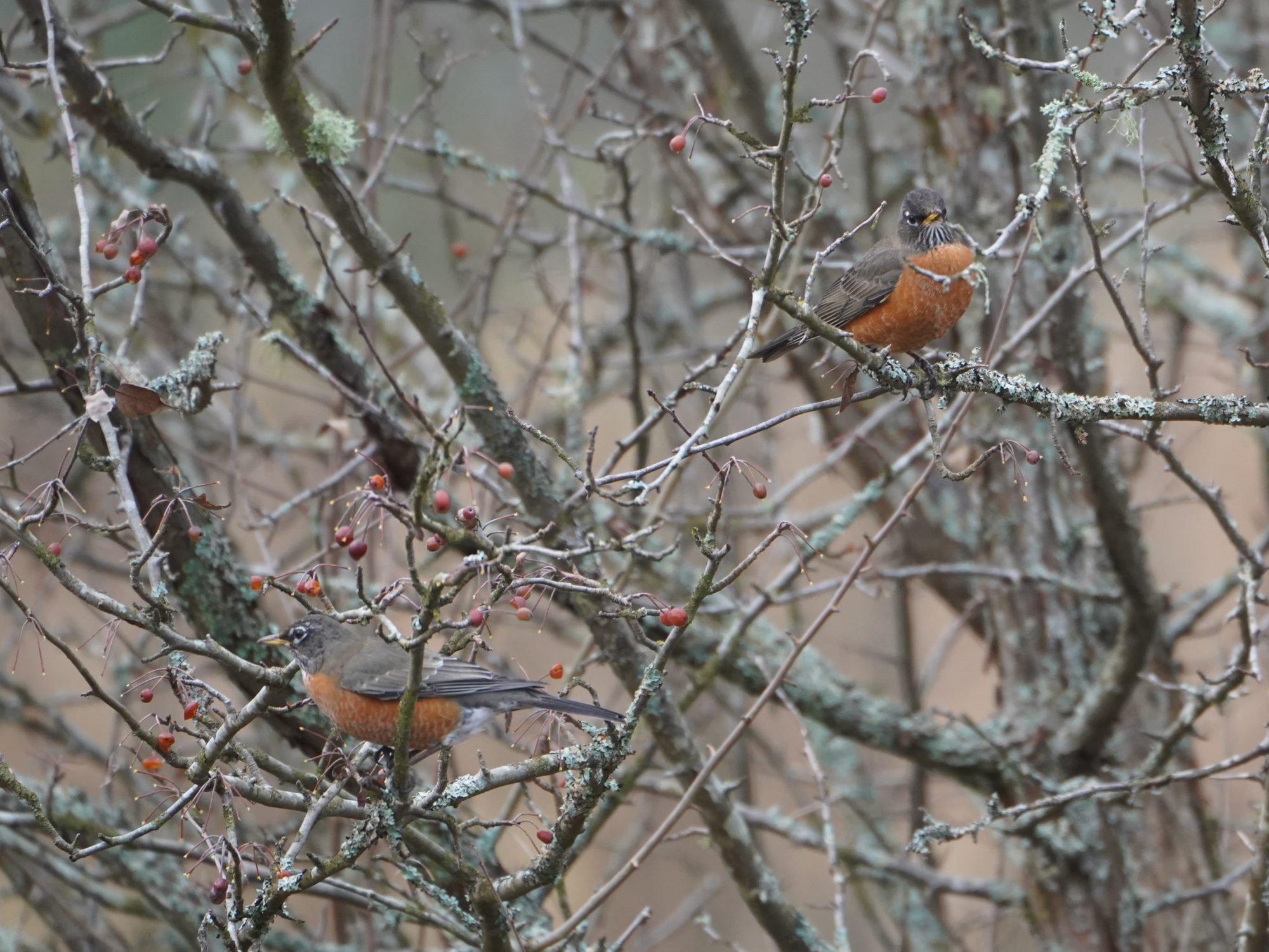 Two robins