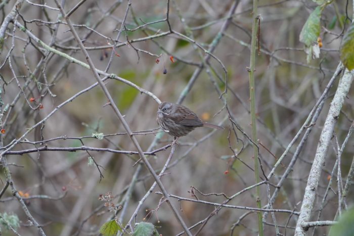 Song Sparrow