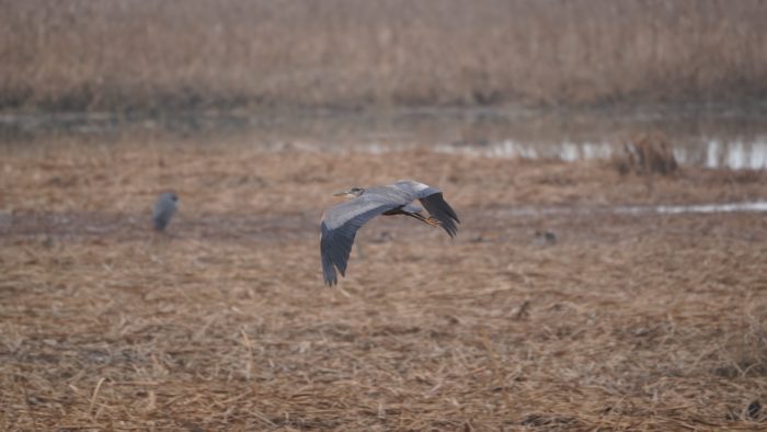 Great Blue Heron