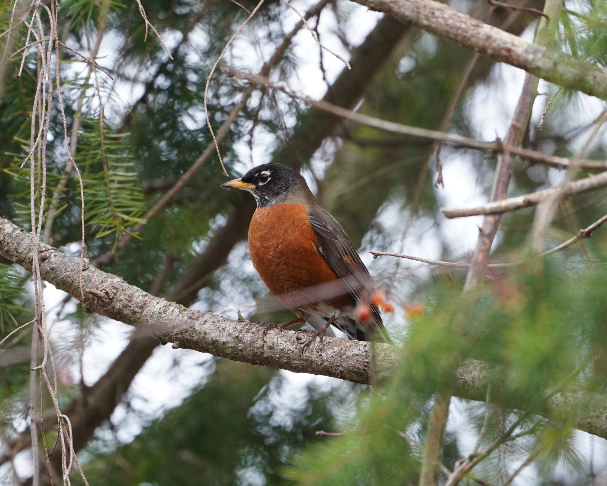 American Robin