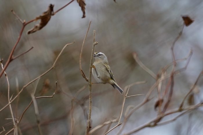 Golden-crowned Kinglet