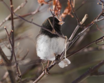 Dark-eyed Junco