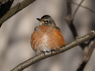 American Robin