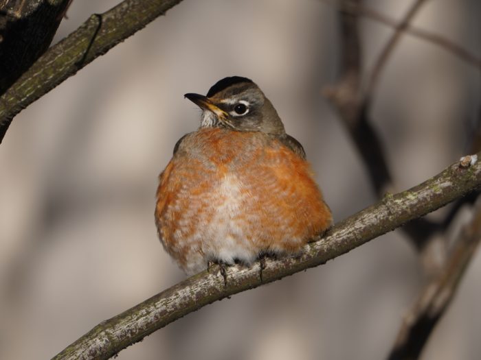 American Robin