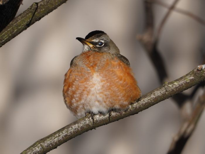 American Robin