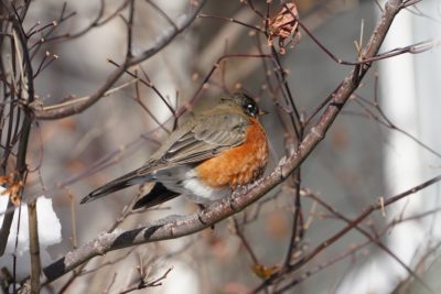 American Robin