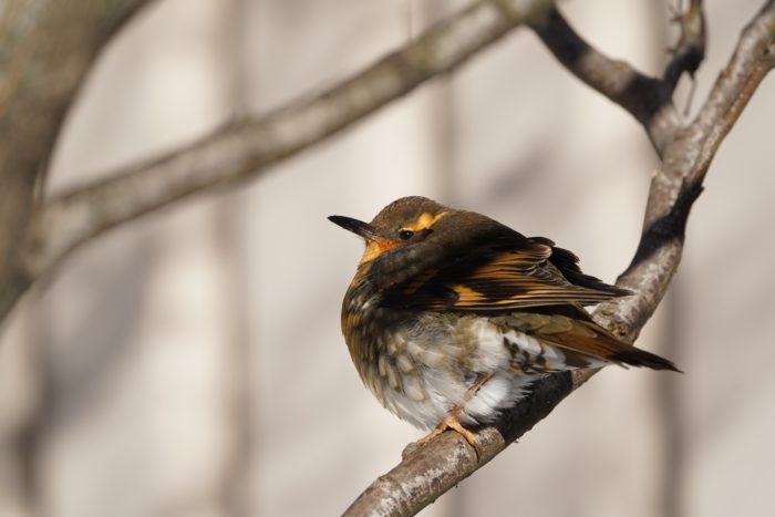 Varied Thrush