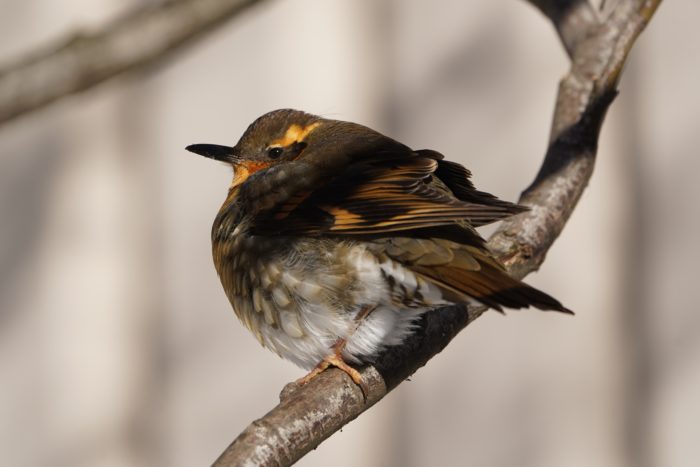 Varied Thrush