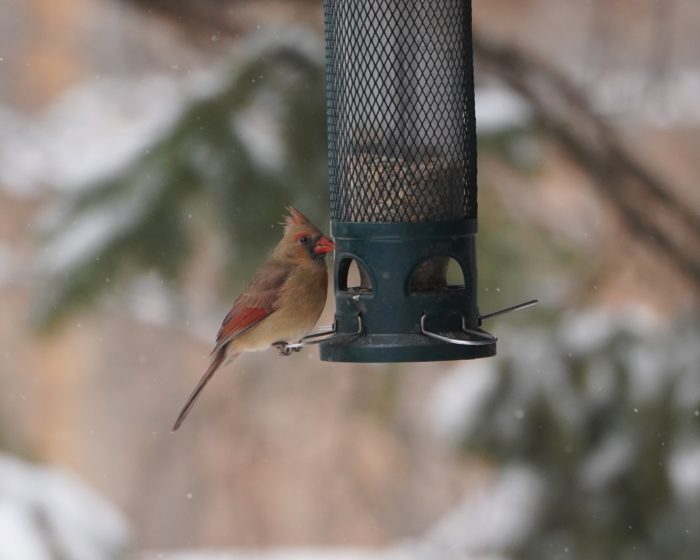 Female Northern Cardinal