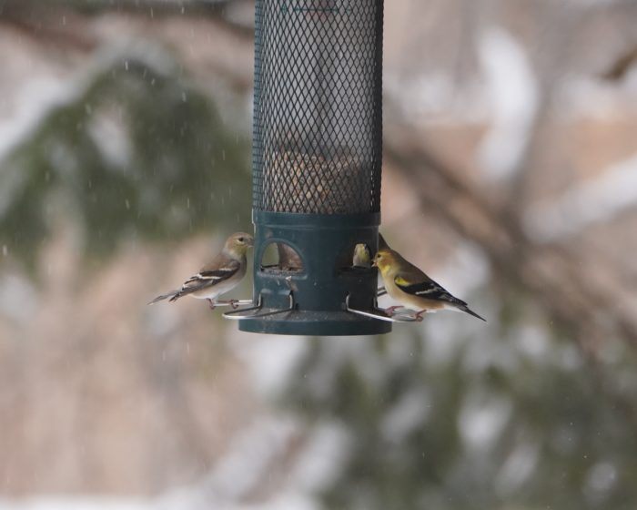 Goldfinches on feeder