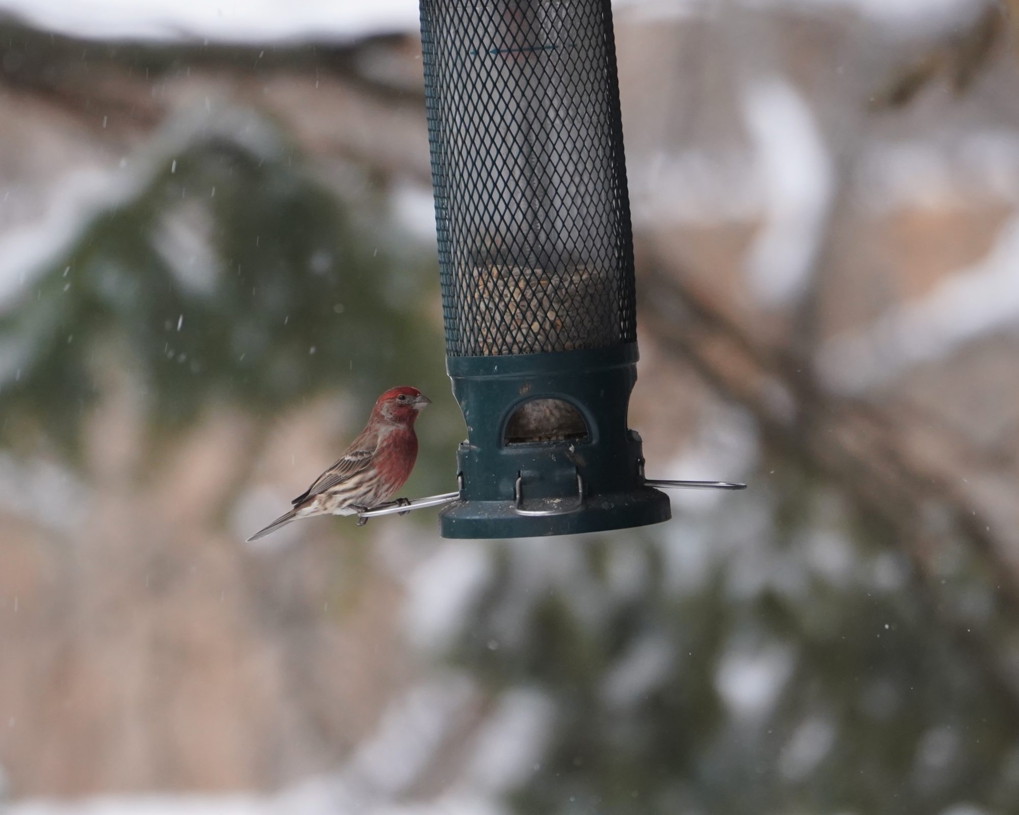 House Finch male on feeder