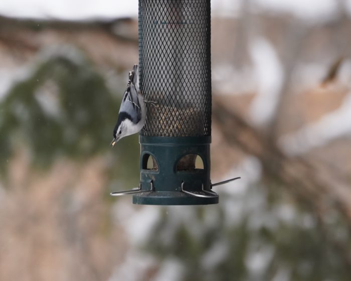 White-breasted Nuthatch on feeder