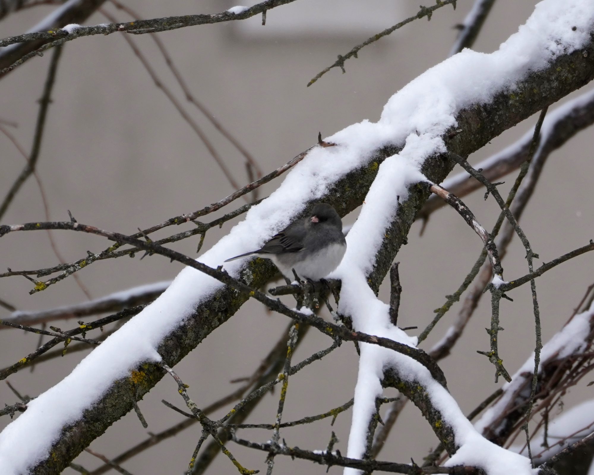 Dark-eyed Junco