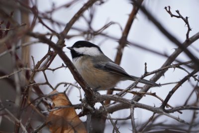 Black-capped Chickadee