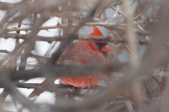 Northern Cardinal