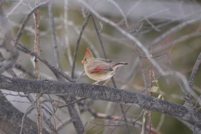 Northern Cardinal, female