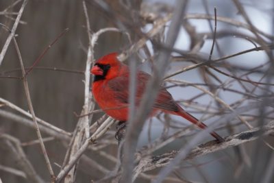 Northern Cardinal male