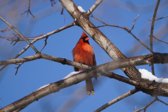 Northern Cardinal, male