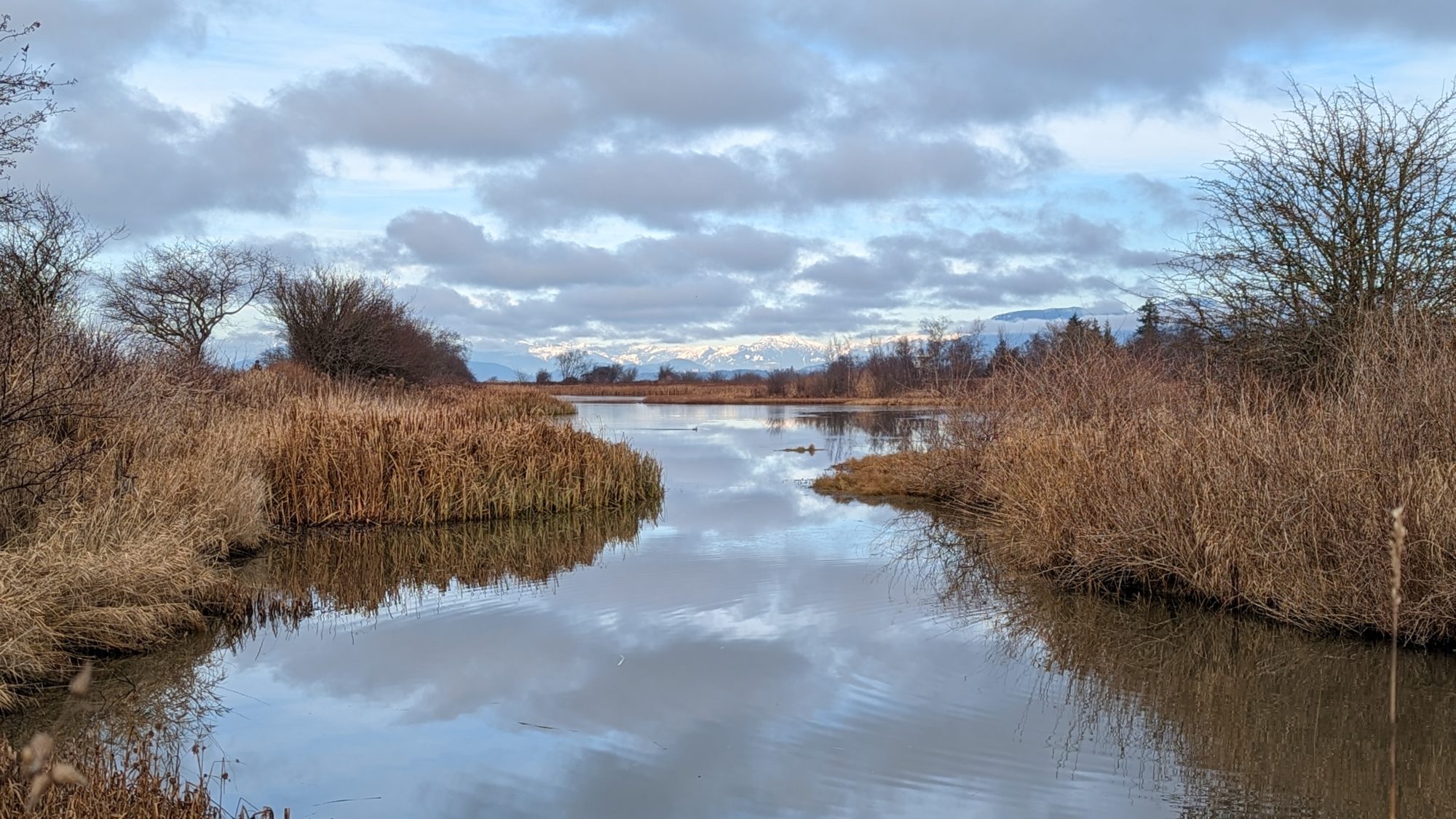 Reifel pond