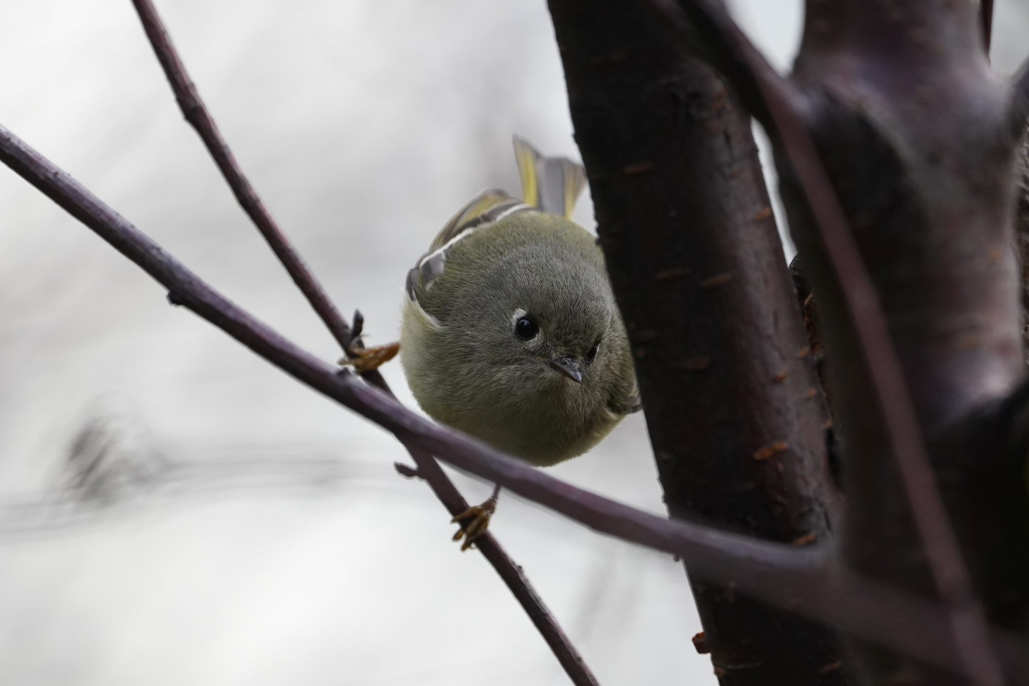 Ruby-crowned Kinglet