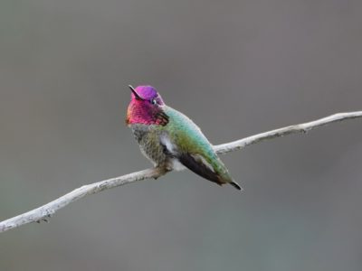 Anna's Hummingbird