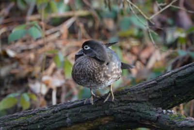 Wood Duck, female