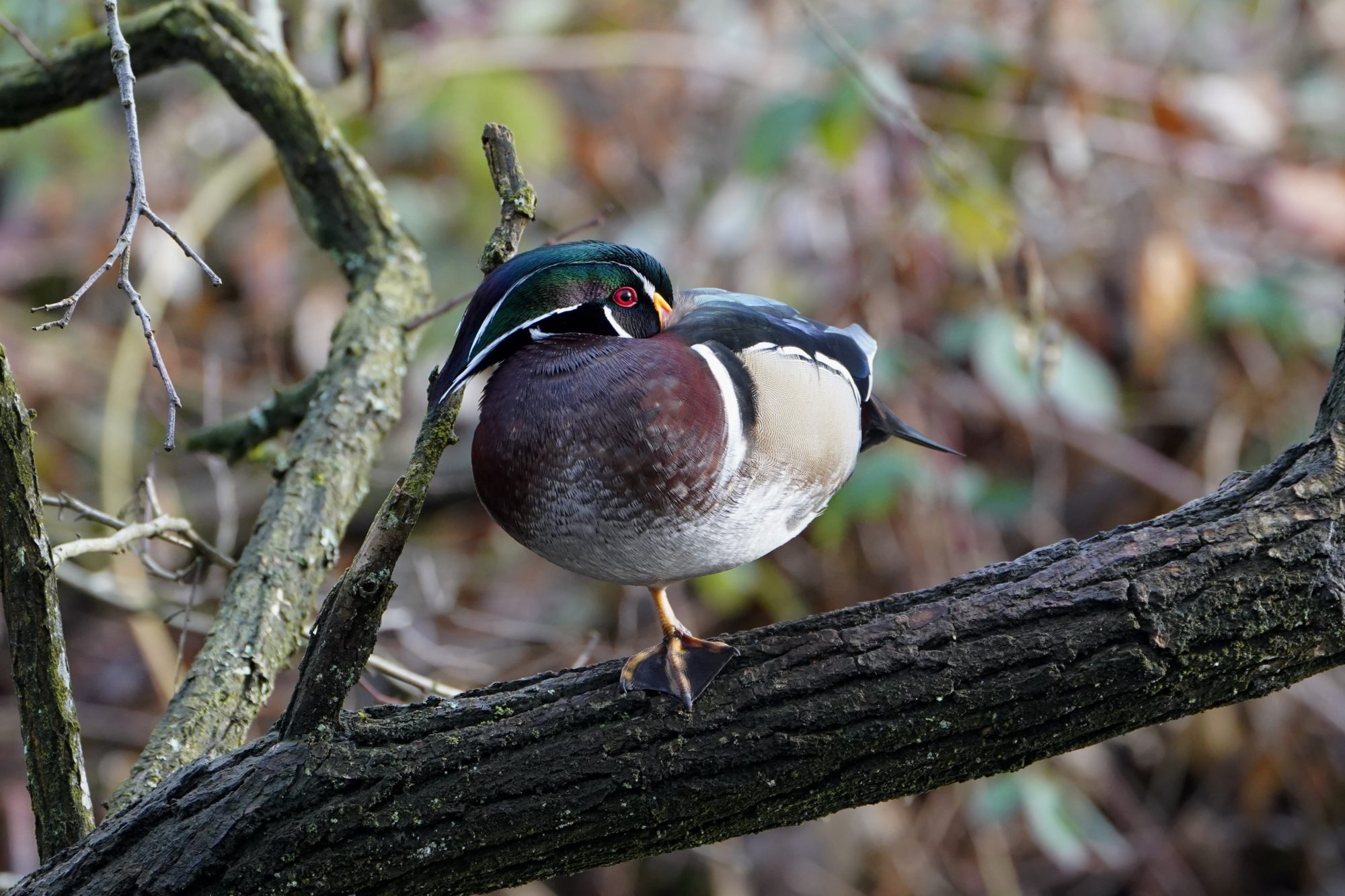 Wood Duck, male