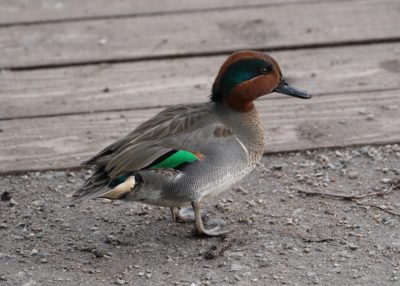 Green-winged Teal