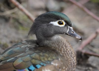 Wood Duck, female