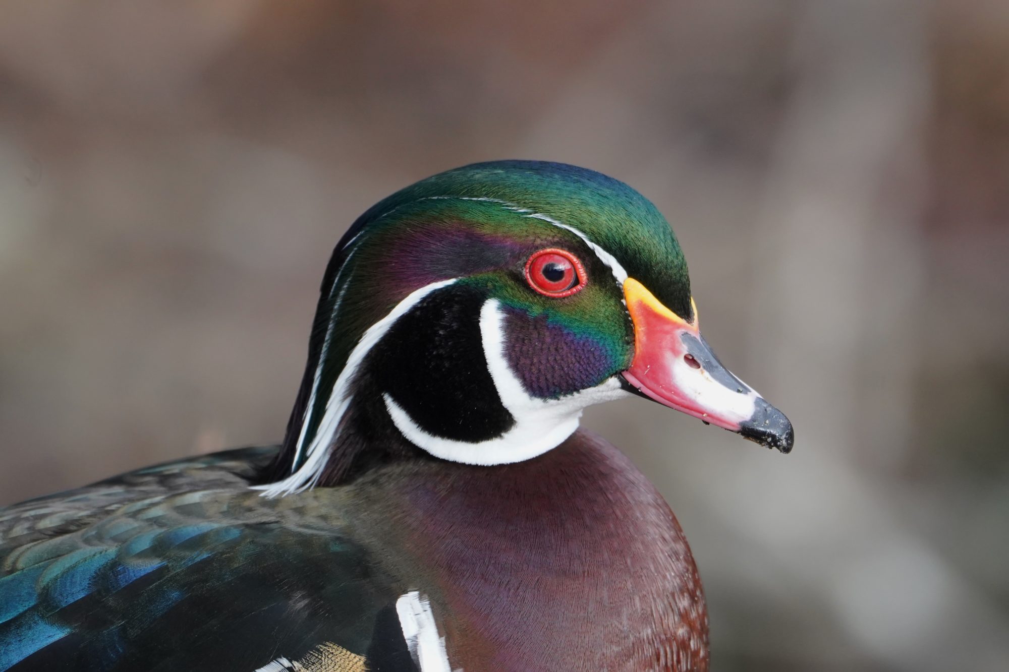 Wood Duck, male