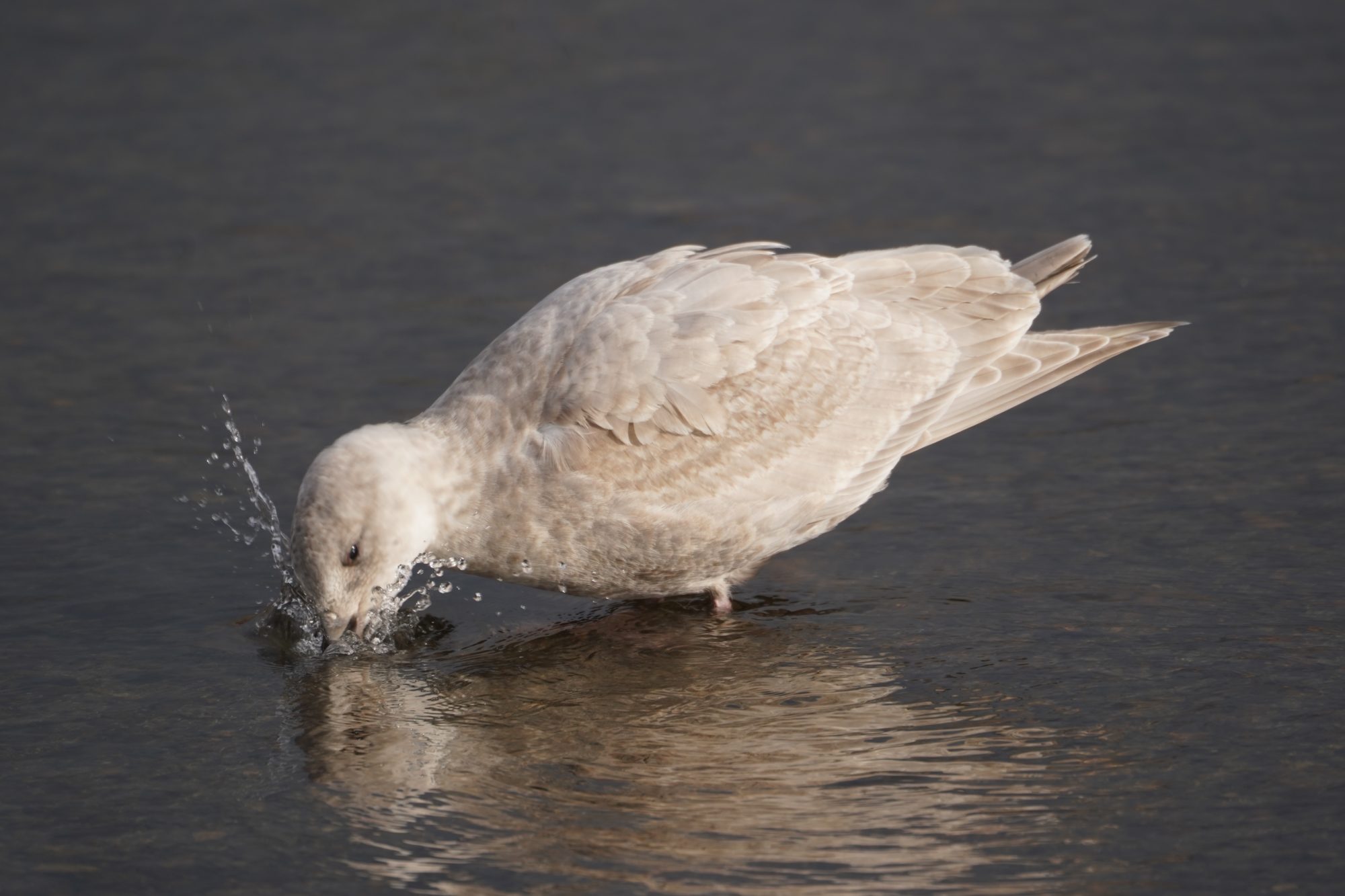 Seagull