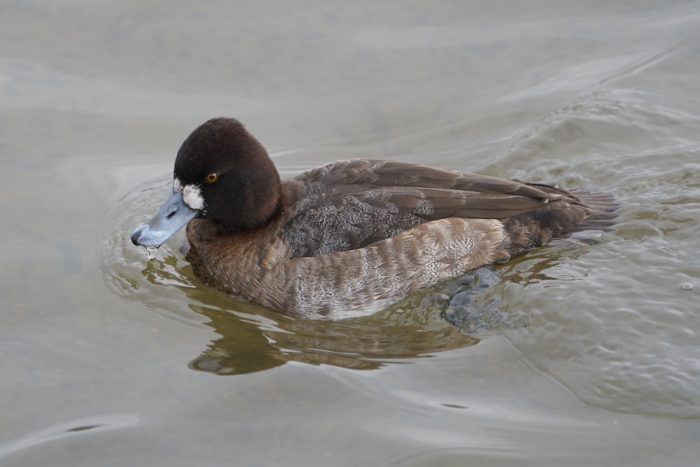 Lesser Scaup, Female