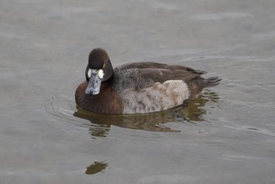 Lesser Scaup, female