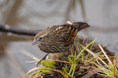 Red-winged Blackbird