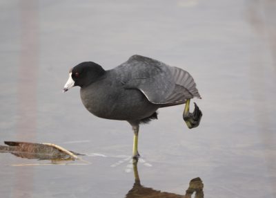 American Coot