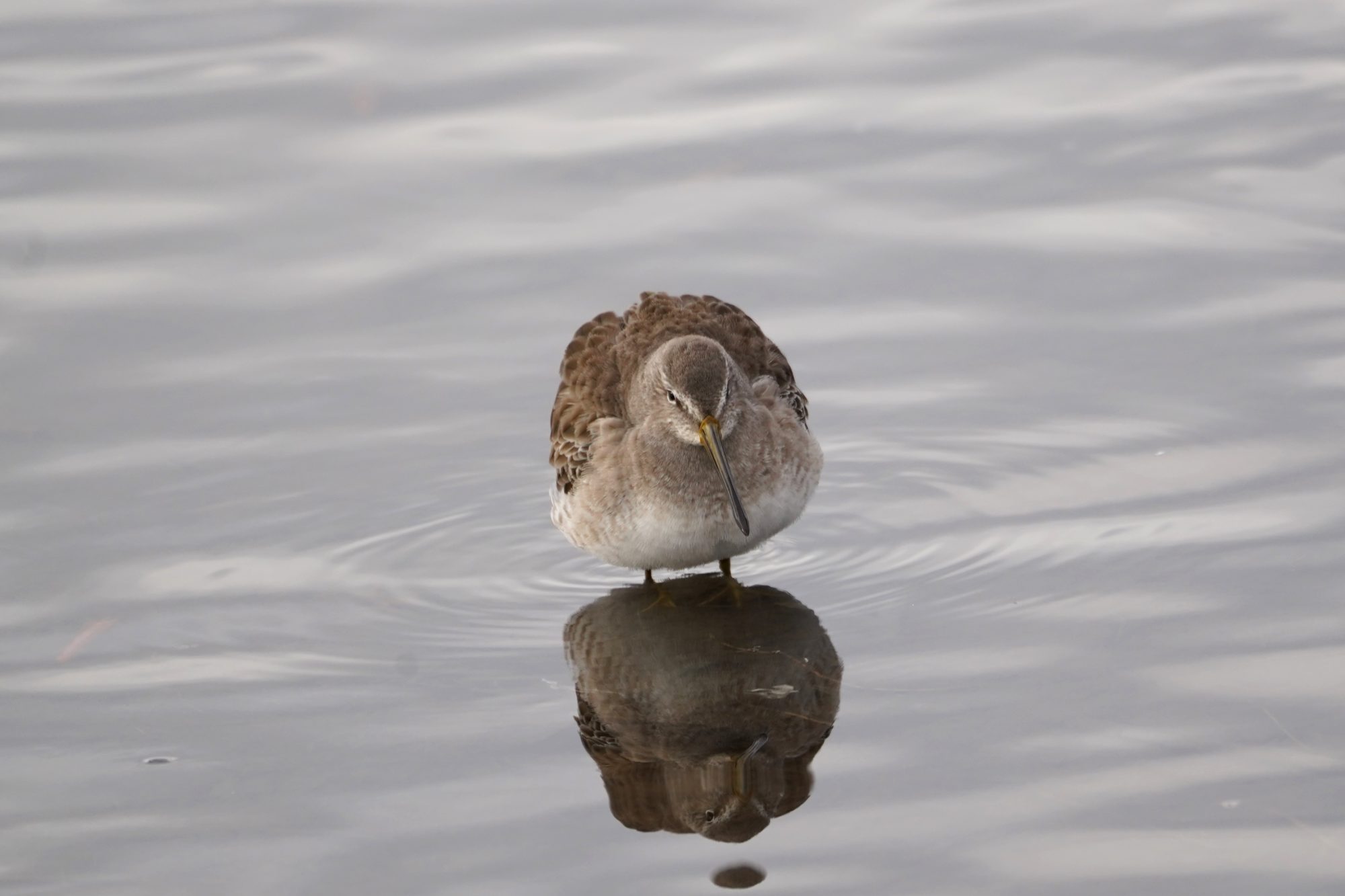 Long-billed Dowitcher