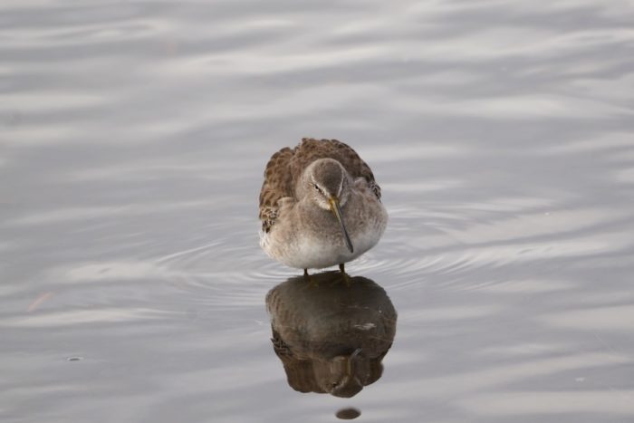 Long-billed Dowitcher