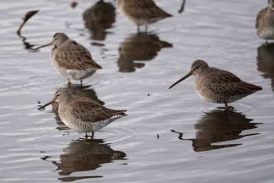 Long-billed Dowitchers